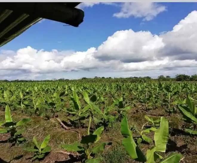 Asociación agropecuaria de productores de Icononzo Tolima