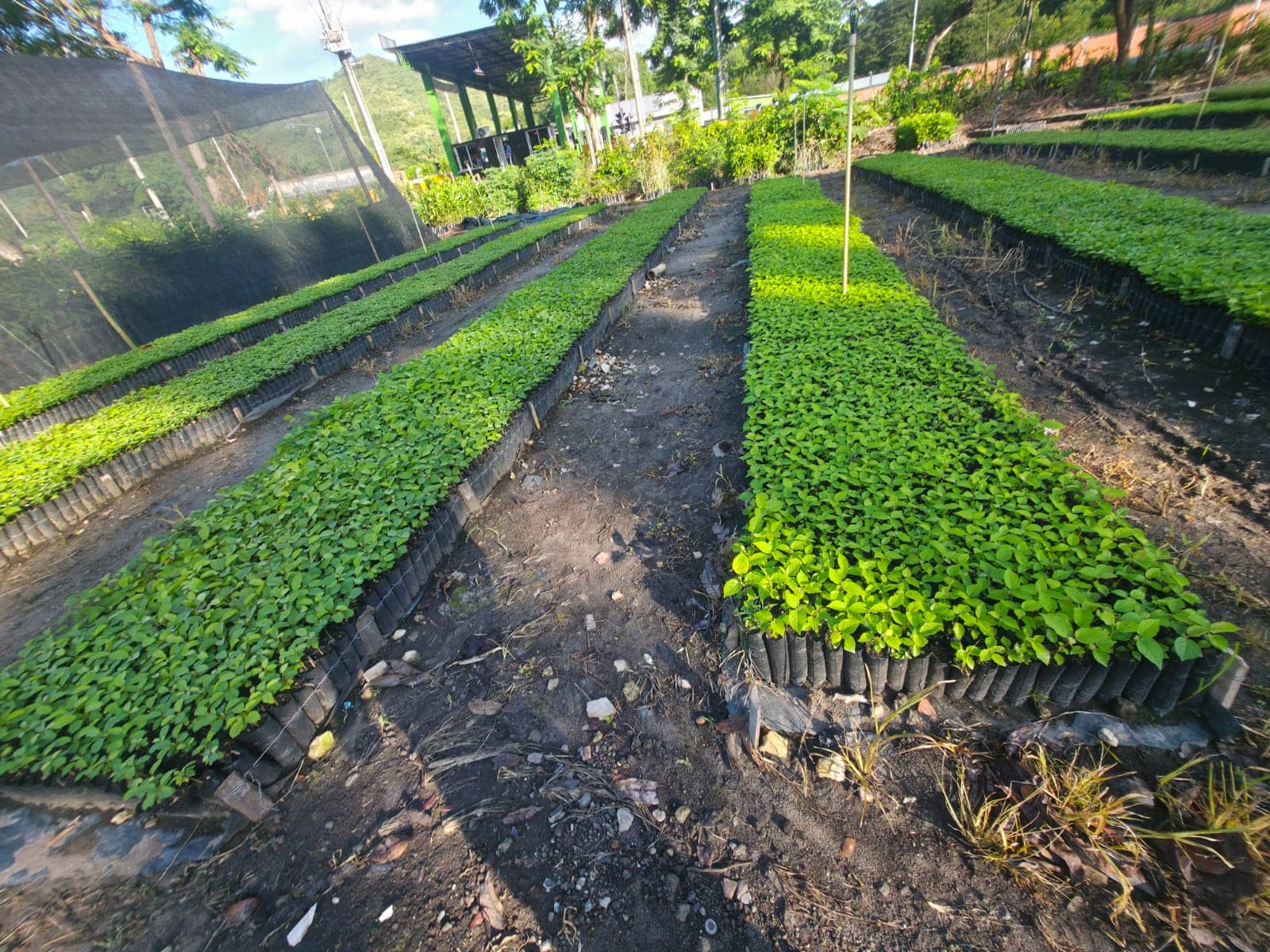 Plantas Forestales 9x18 25 cm | Reforestación Colombia