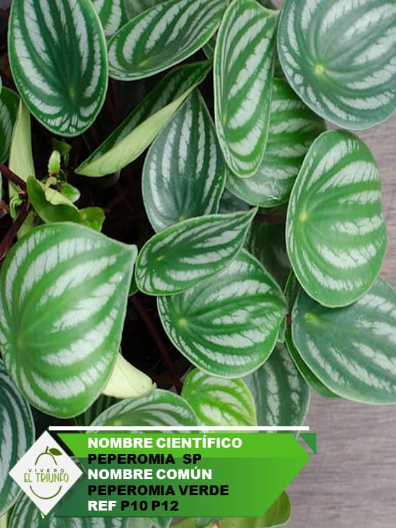 Plántula de Peperomia Verde