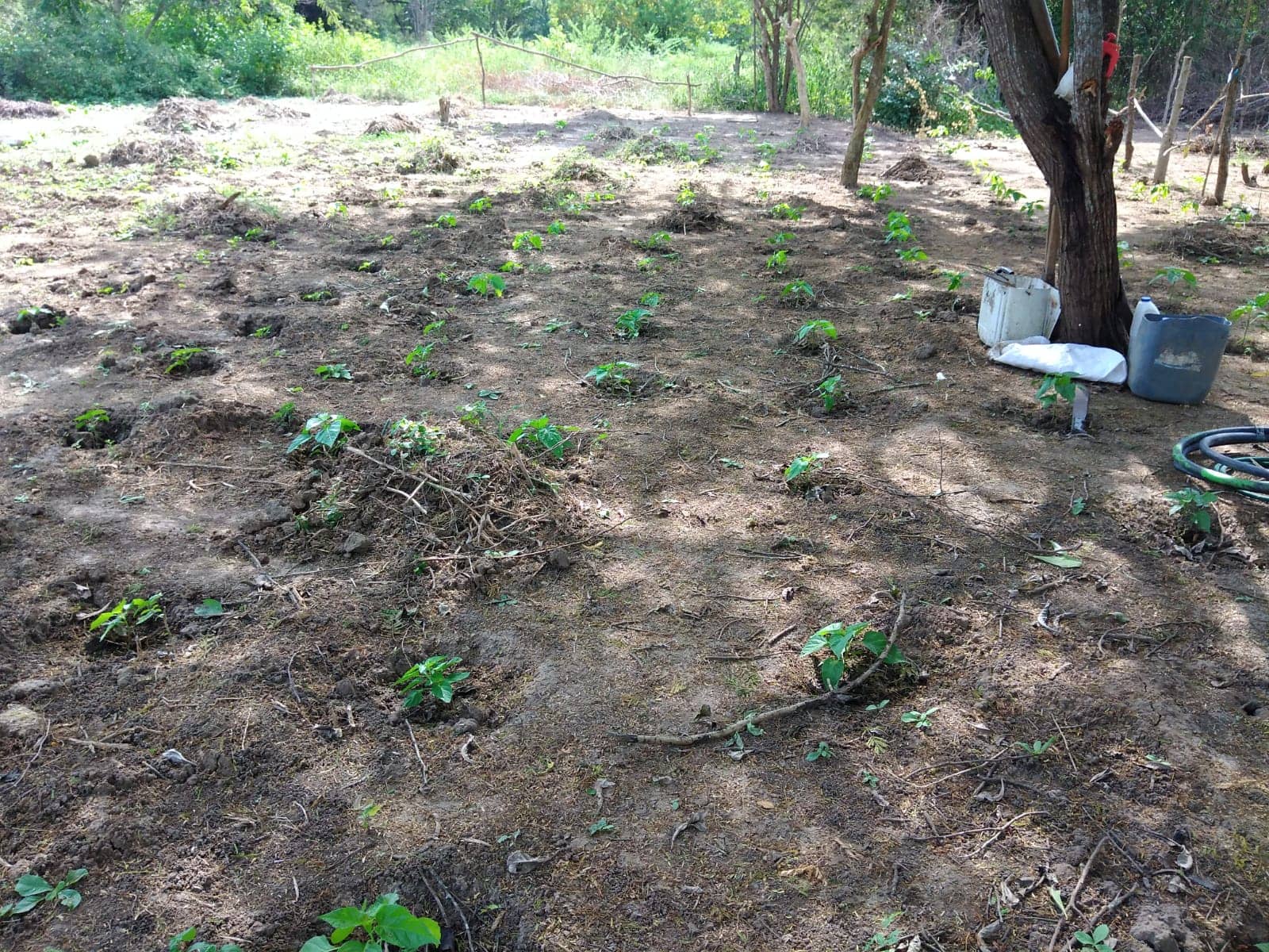 Imagen de WhatsApp 2025-02-21 a las 12.05.34_77d7b0ae.jpg