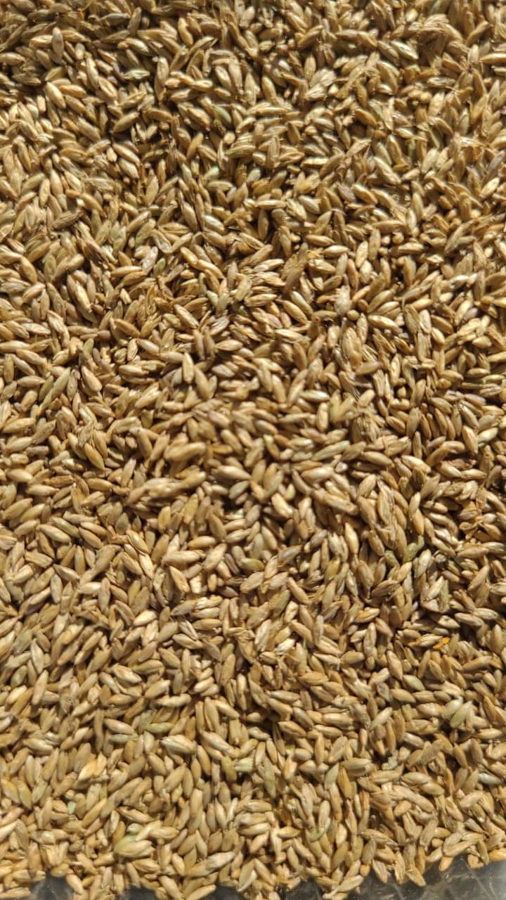 Semilla de pasto Panicum Massai – Pureza 95% – VC 77% – Importada de Brasil