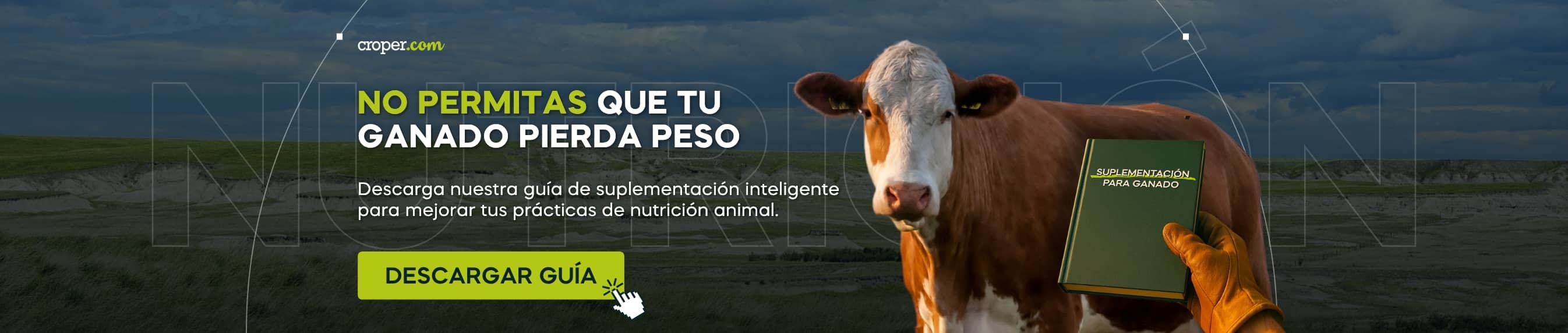 Lead Magnet Nutrición