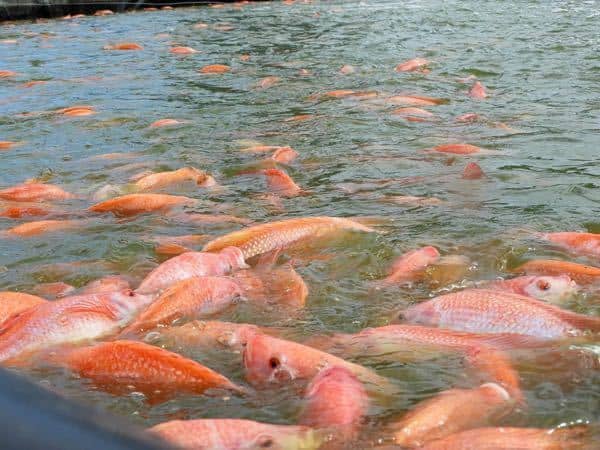 Tilapia roja 3.jpg