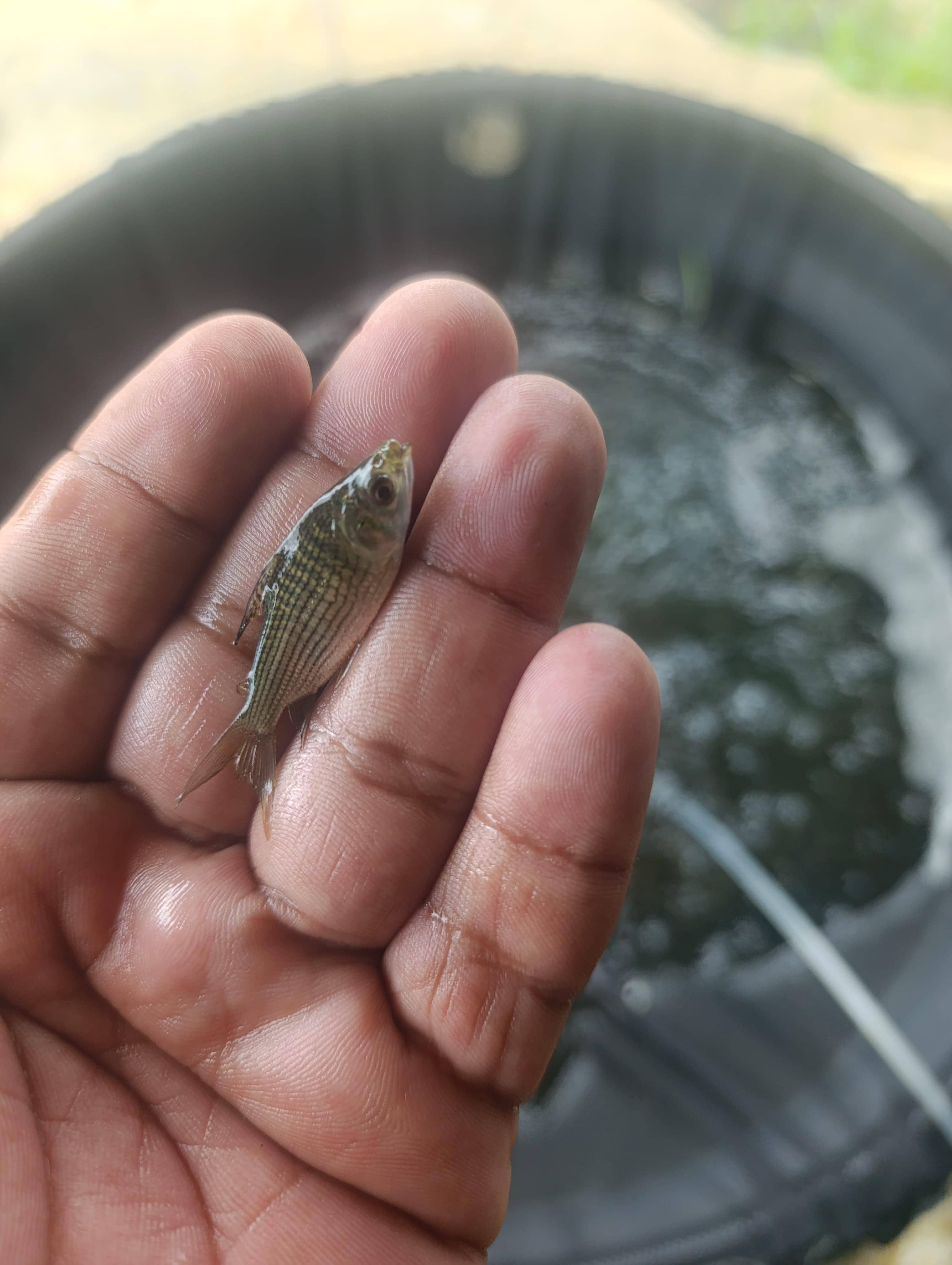 Alevinos de Bocachico X Unidad