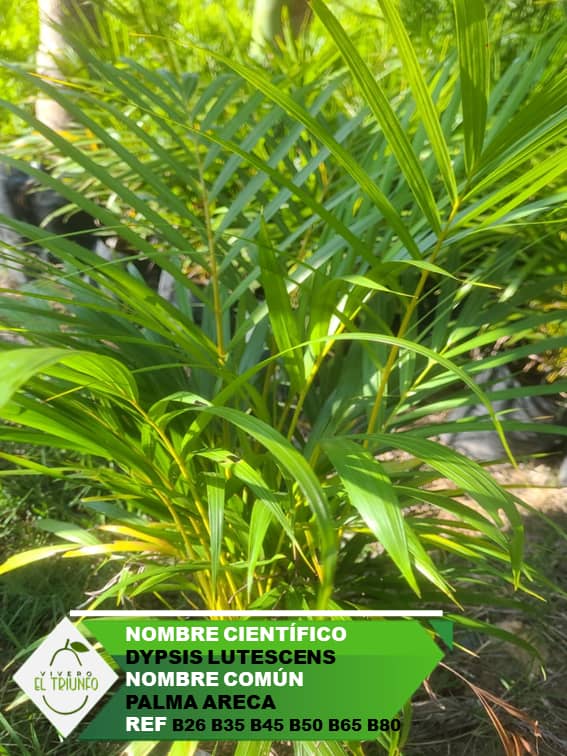 Plántula de Palma Areca