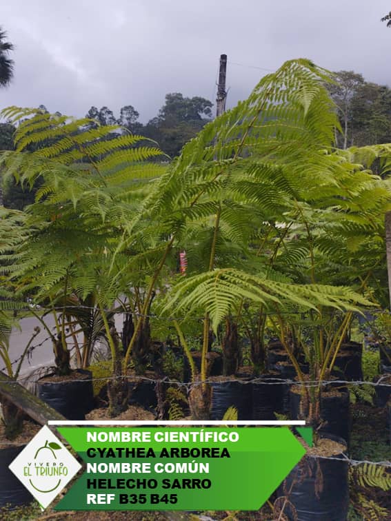 Plántula de Helecho Sarro