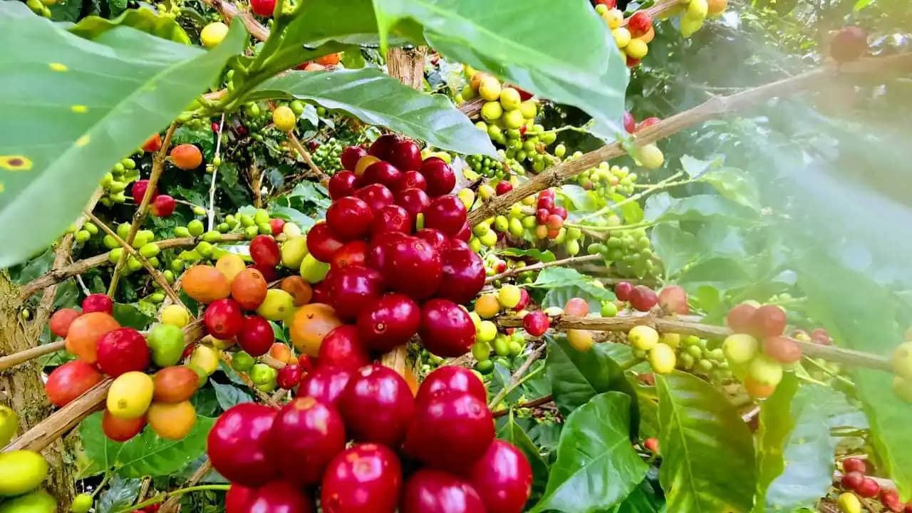 Café especial de altura El Turpial en grano o molido