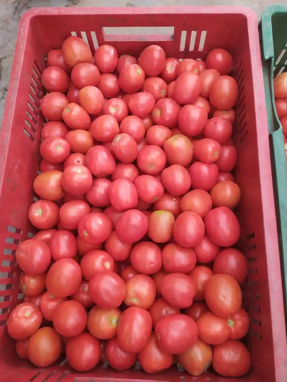 Venta de tomate Dirección de Desarrollo Rural X 1 kg