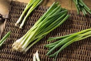 Cebollín chino