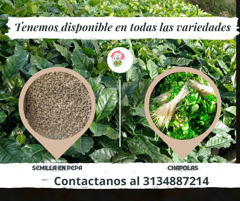 semilla en pepa.png