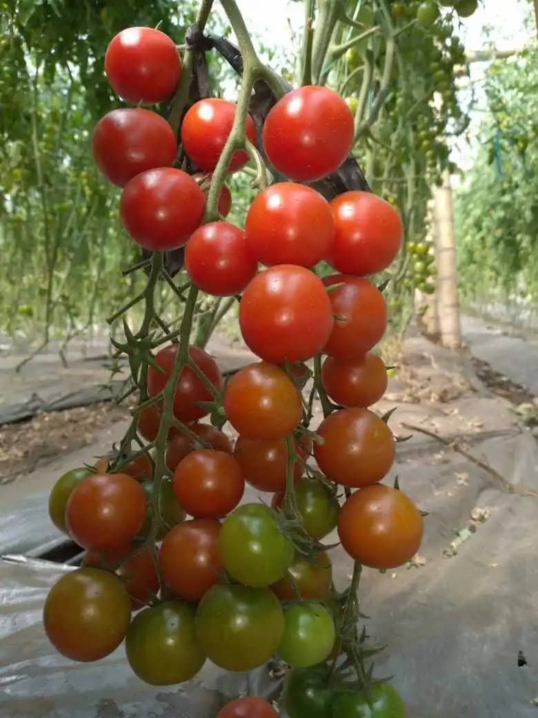 Venta de Tomate Cherry de Rionegro Antioquia