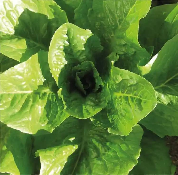 Semilla De Lechuga Paris Island Romana