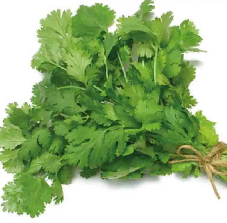 Semilla De Cilantro Long Standing (Hoja Ancha) x 454 Gr