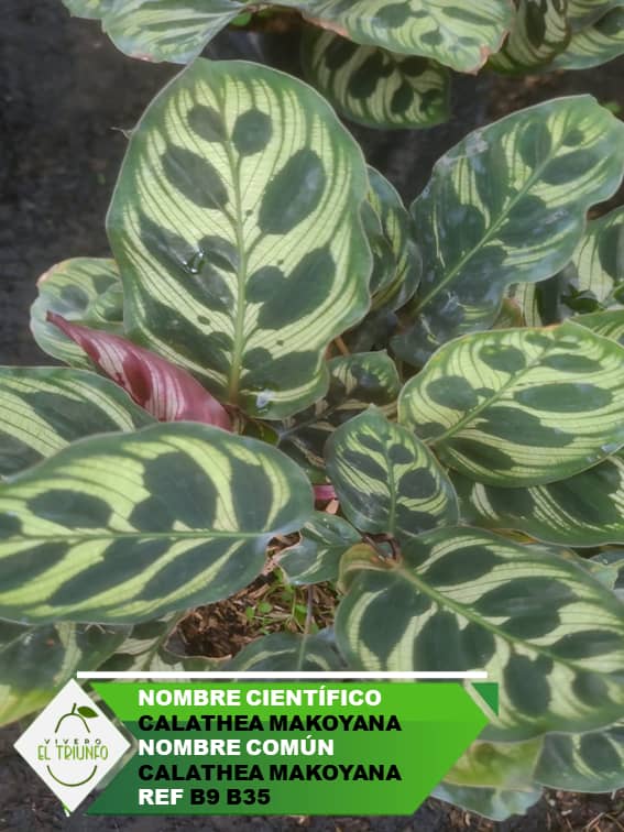 Plántula de Calathea Makoyana