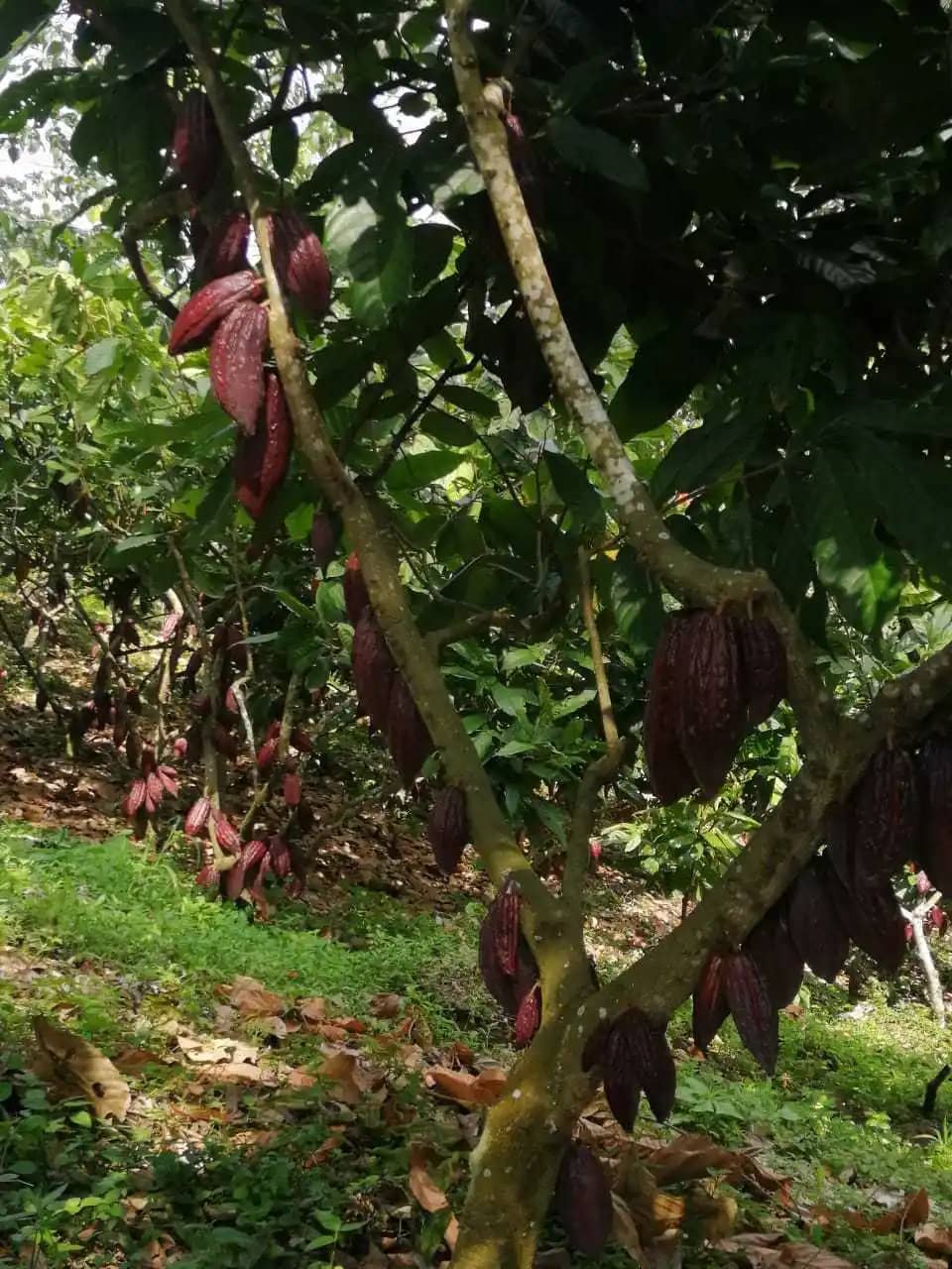 Venta de Cacao en Grano Seco