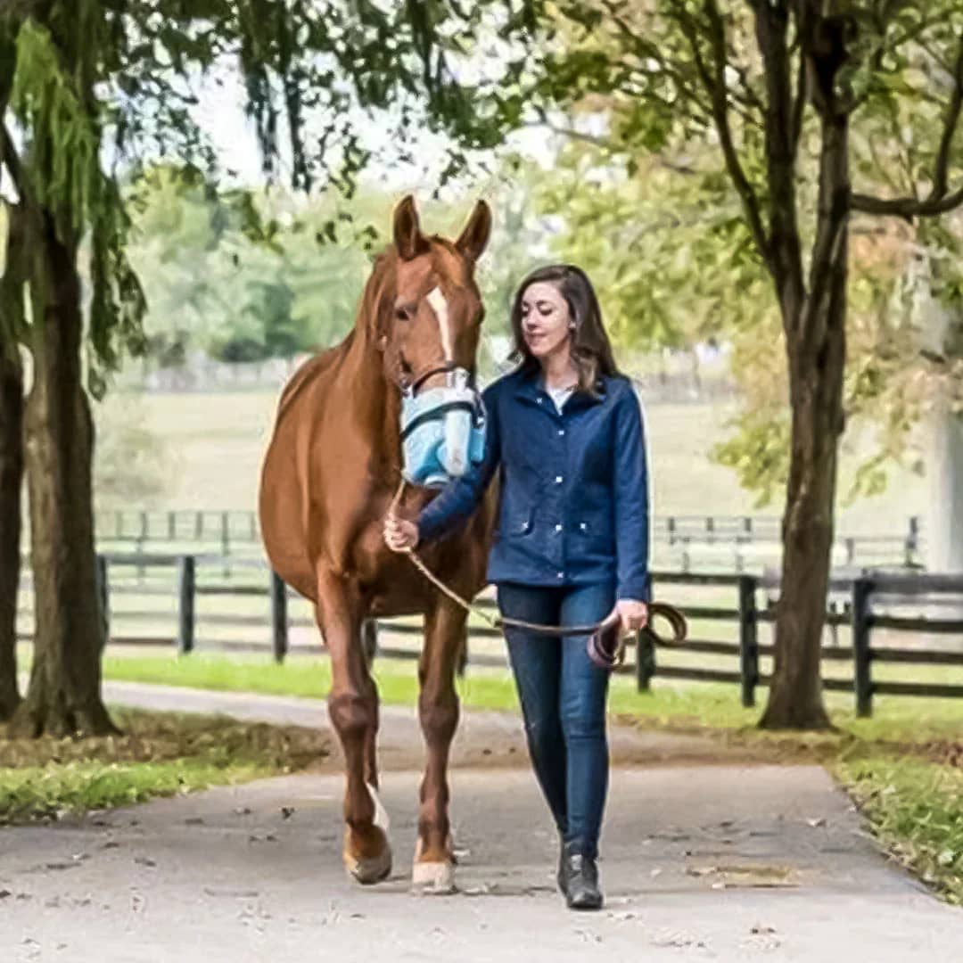 Nebulizador Flexineb E3 sistema completo para caballos
