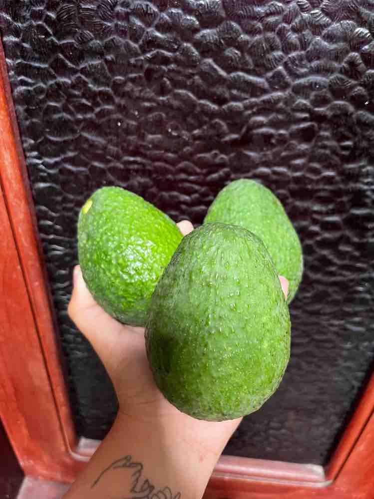 Aguacate hass
