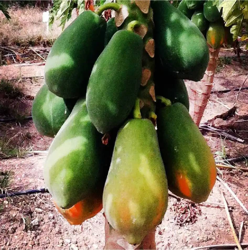 Semilla De Papaya Maradona F1 x 1000 Uni