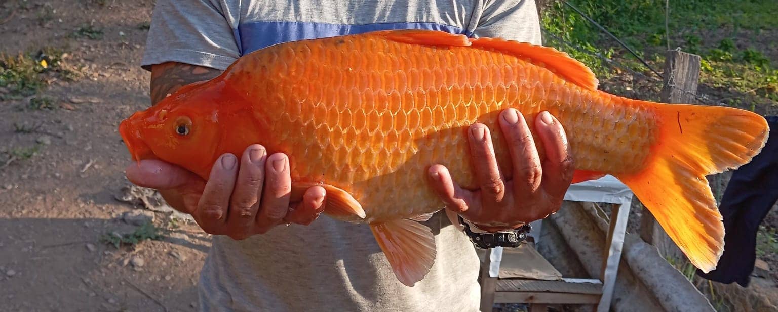 Carpa Dorada