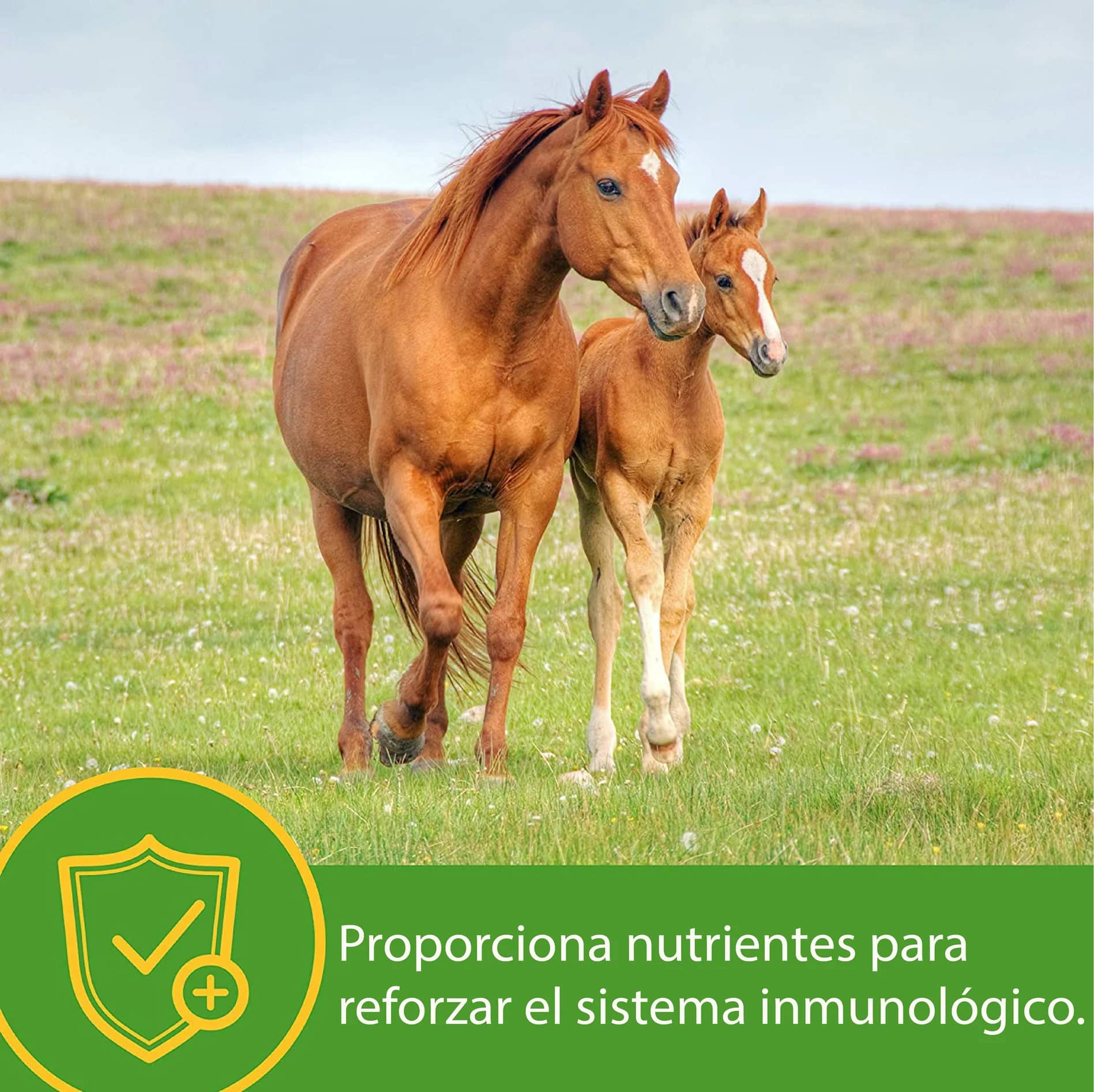 GROW COLT – Vitaminas y minerales para potros en desarrollo