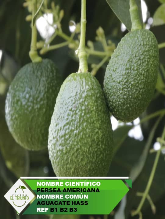 Plántula de Aguacate Hass