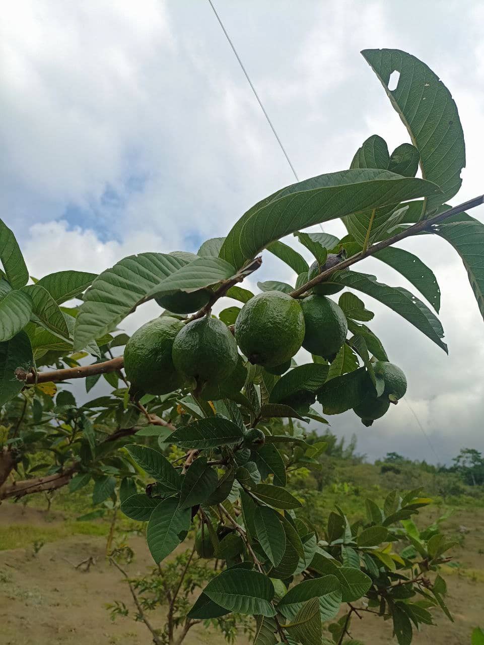 Guayaba Pera