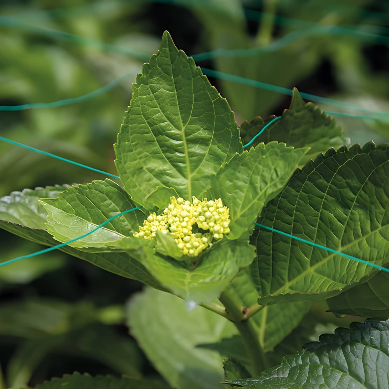 Malla Soporte para Plantas | Tutorado