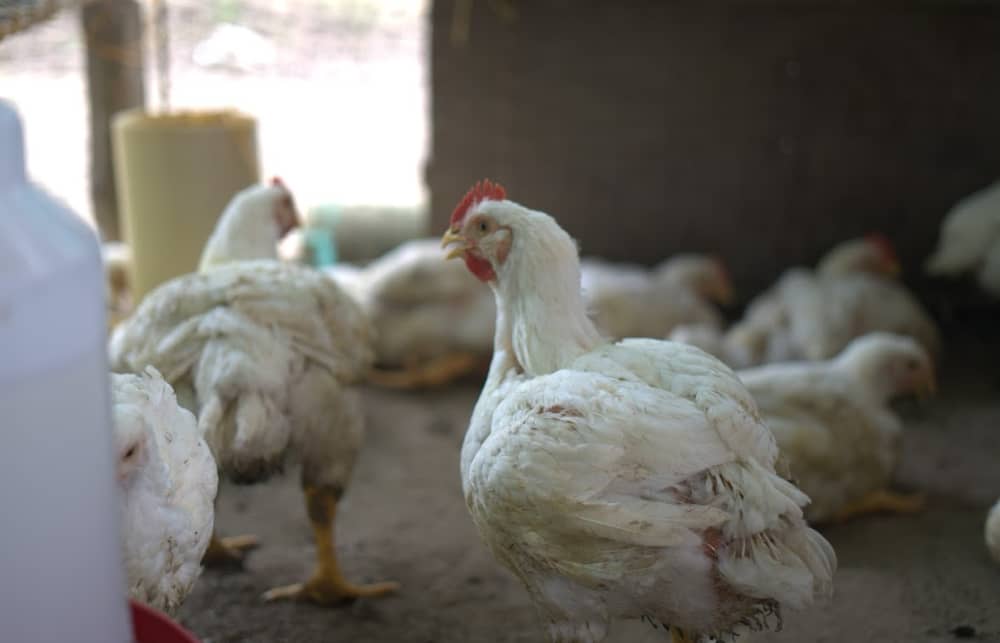 Captura de pantalla 2024-12-10 174847.png