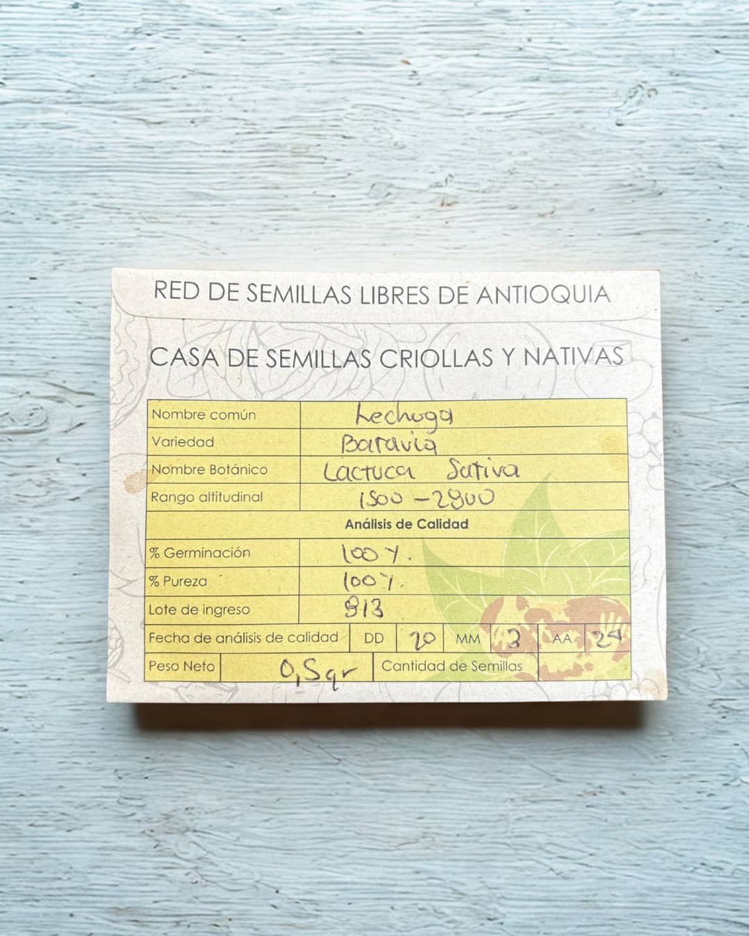 Semillas de Lechuga Batavia