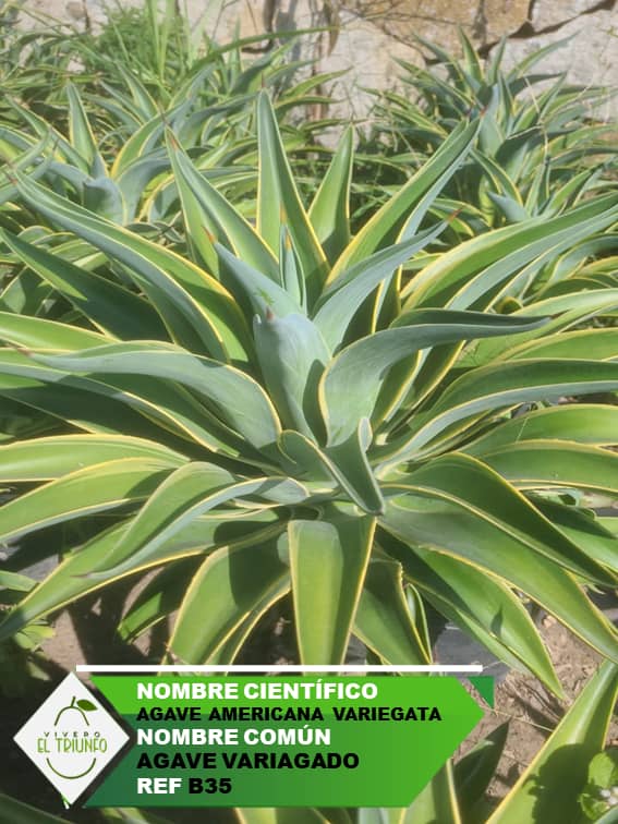 Plántula de Agave Variagado
