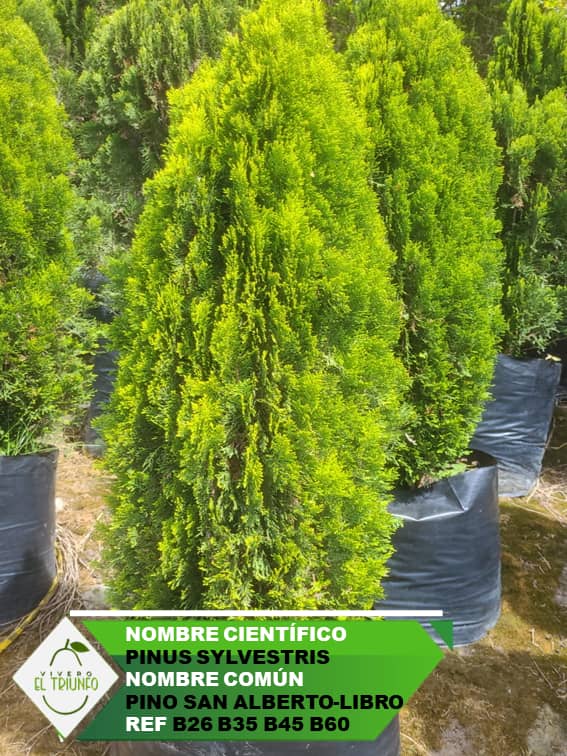 Plántula de Pino San Alberto - Libro