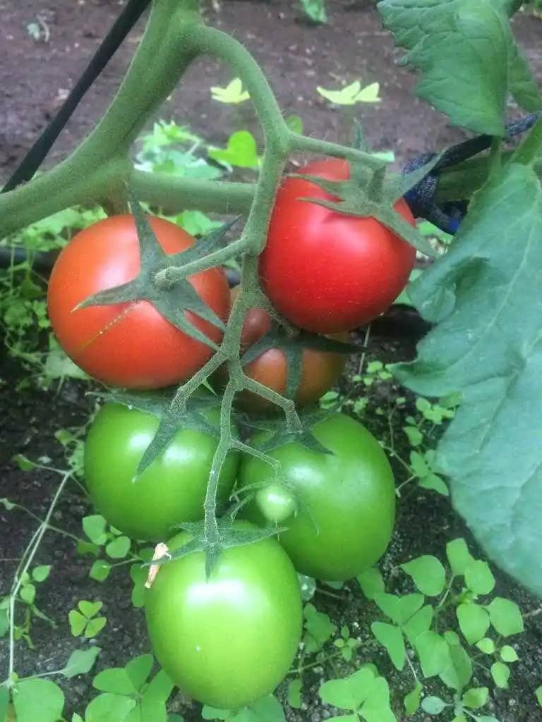 Venta de tomate de aliño Libardo Sepulveda X 1 Kg