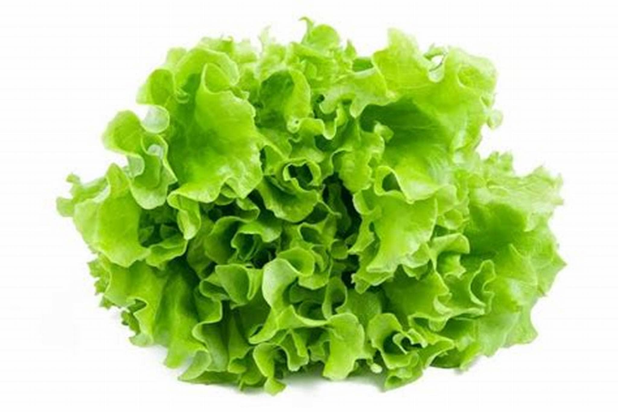 Semilla De Lechuga Simpson Crespa X 454 G