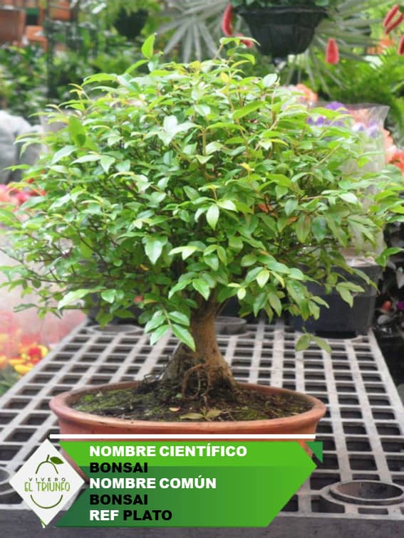 Plántula de Bonsai en Plato