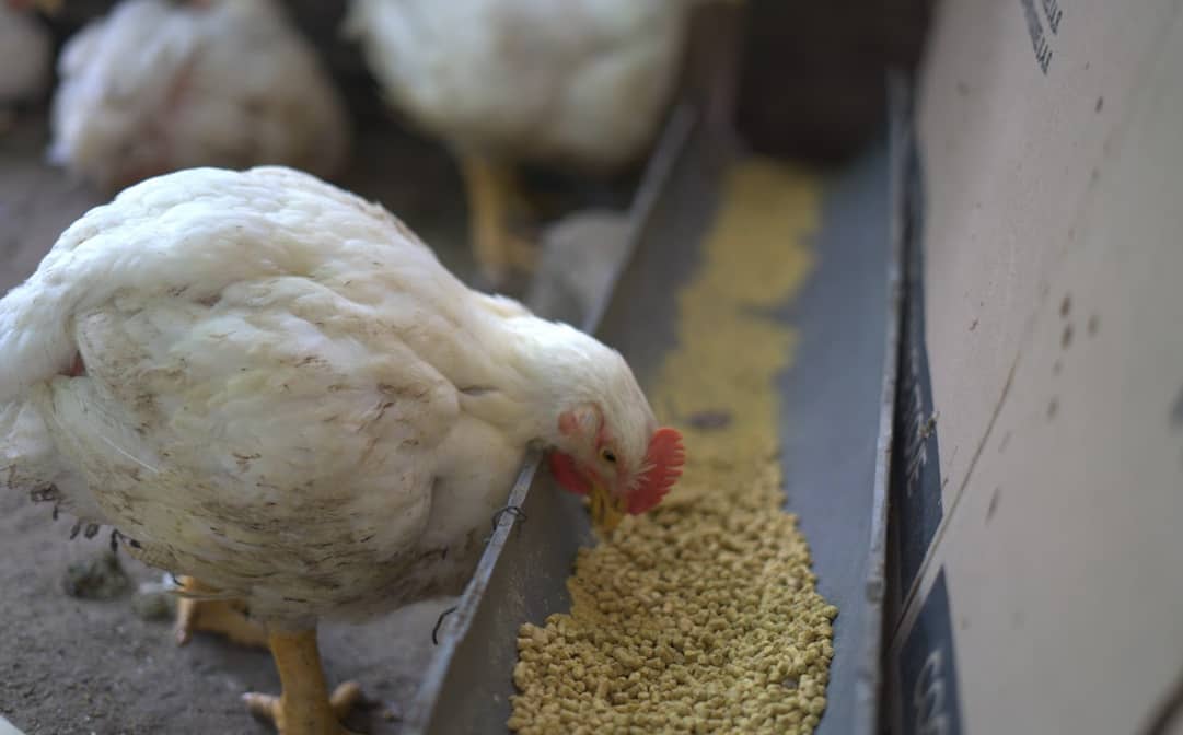 Captura de pantalla 2024-12-10 174833.png