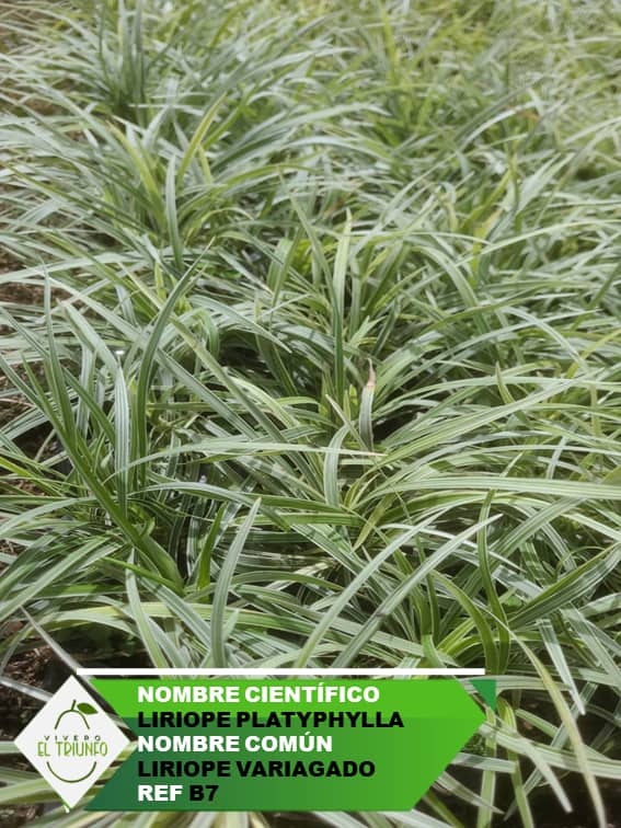 Plántula de Liriope Variagado
