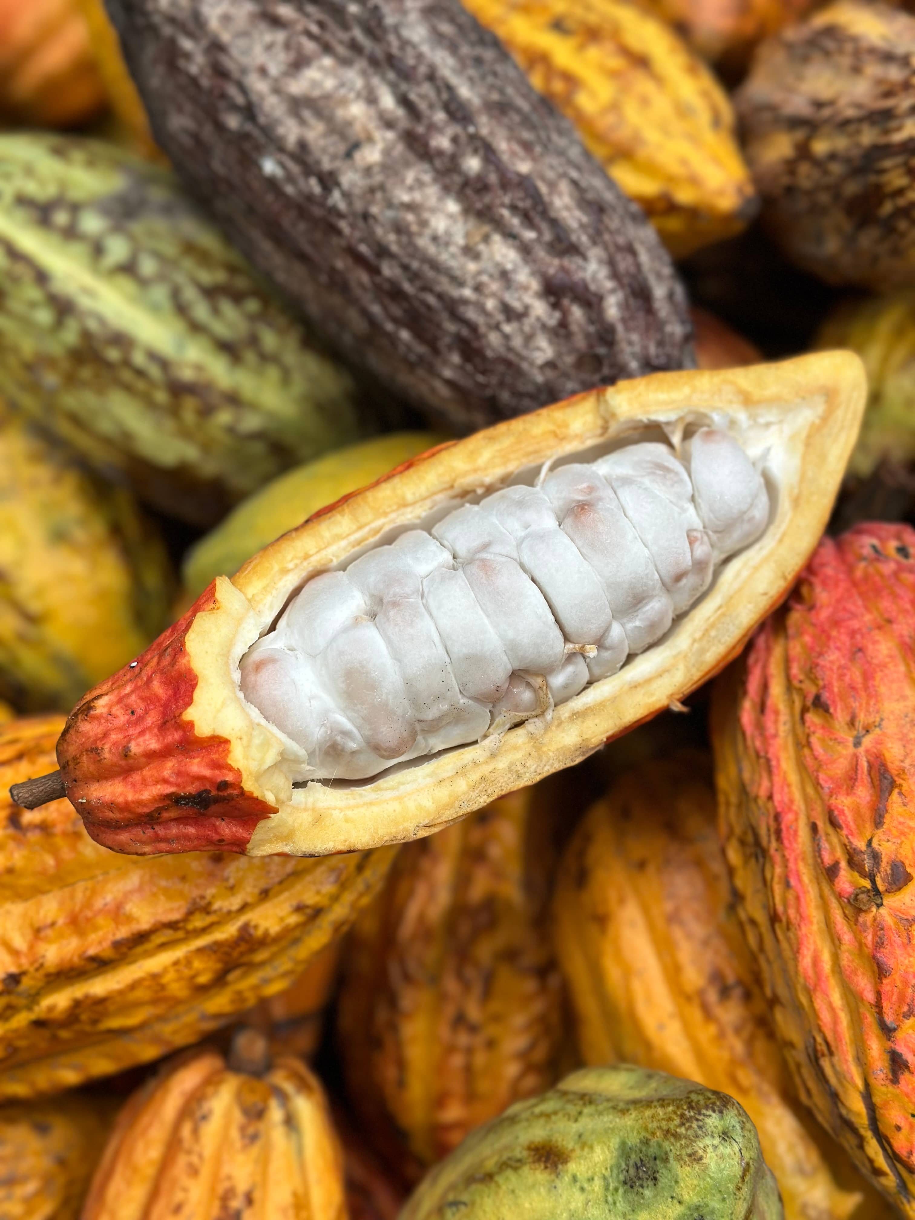 Cacao criollo