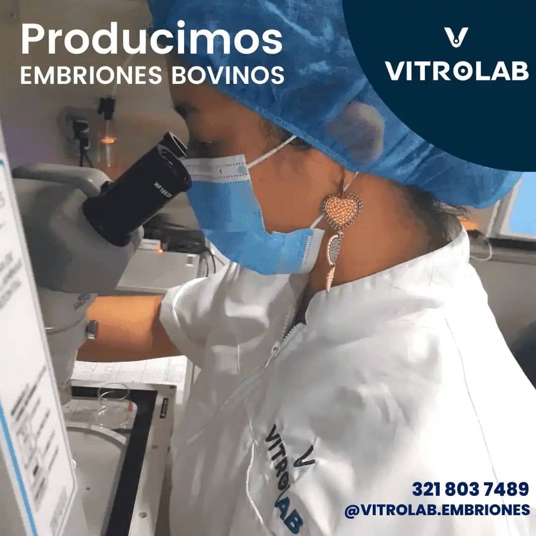 Vitrolab fertilización in vitro - Reproducción Bovina