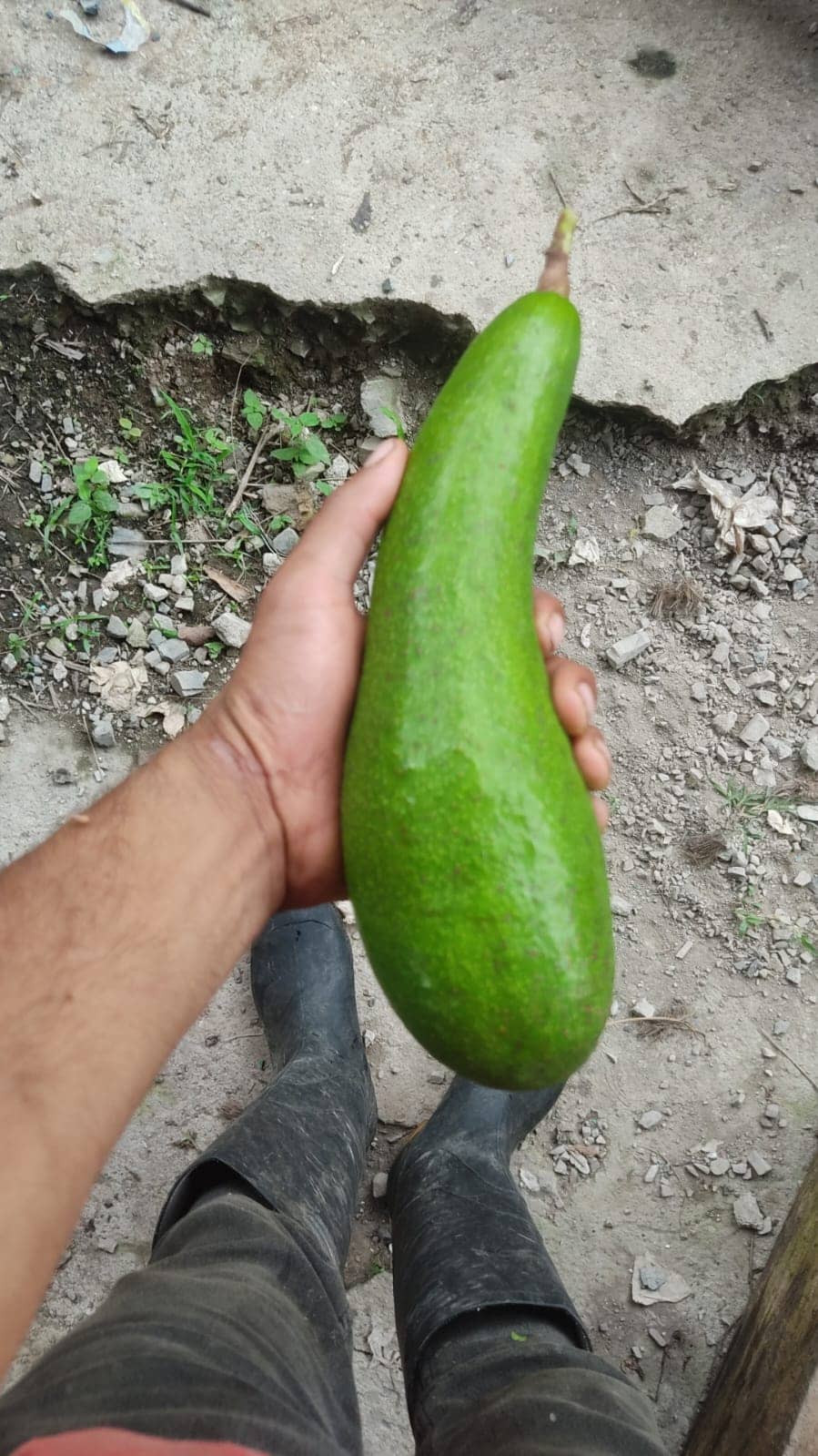 Aguacate Criollo Orgánico de Excelente Calidad | Sabor Auténtico y Venta al por Mayor