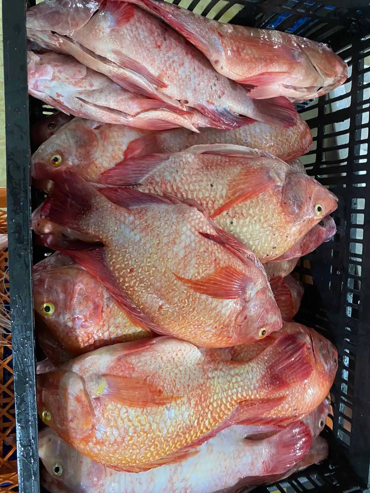 Tilapia roja