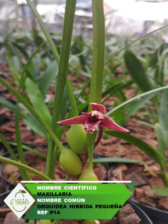 Plántula de Orquídea Hibrida Pequeña