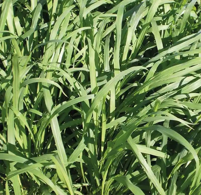 Semilla De Panicum Maximum Tanzania x 1 Kg