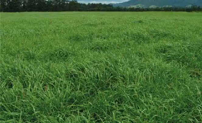Rye Grass Anual Bianual Impulsemillas 50 lb