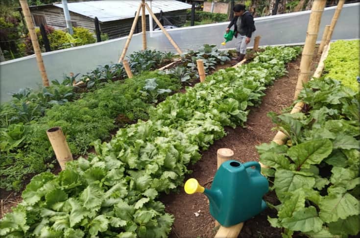 Lechuga Crespa (unidad)