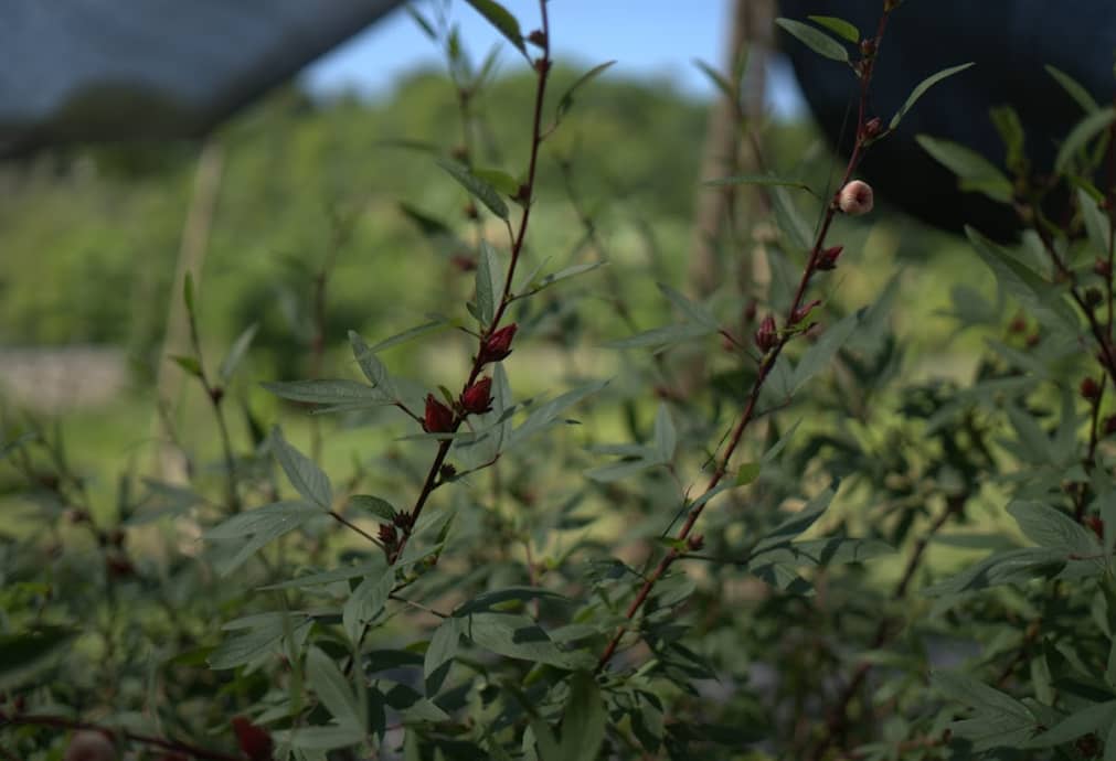 Captura de pantalla 2024-12-10 145031.png