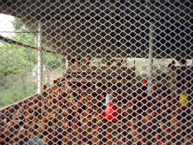 Malla Cerram Pollito versátil PEAD  21x21mm 1.83m  30m  Verde uv2