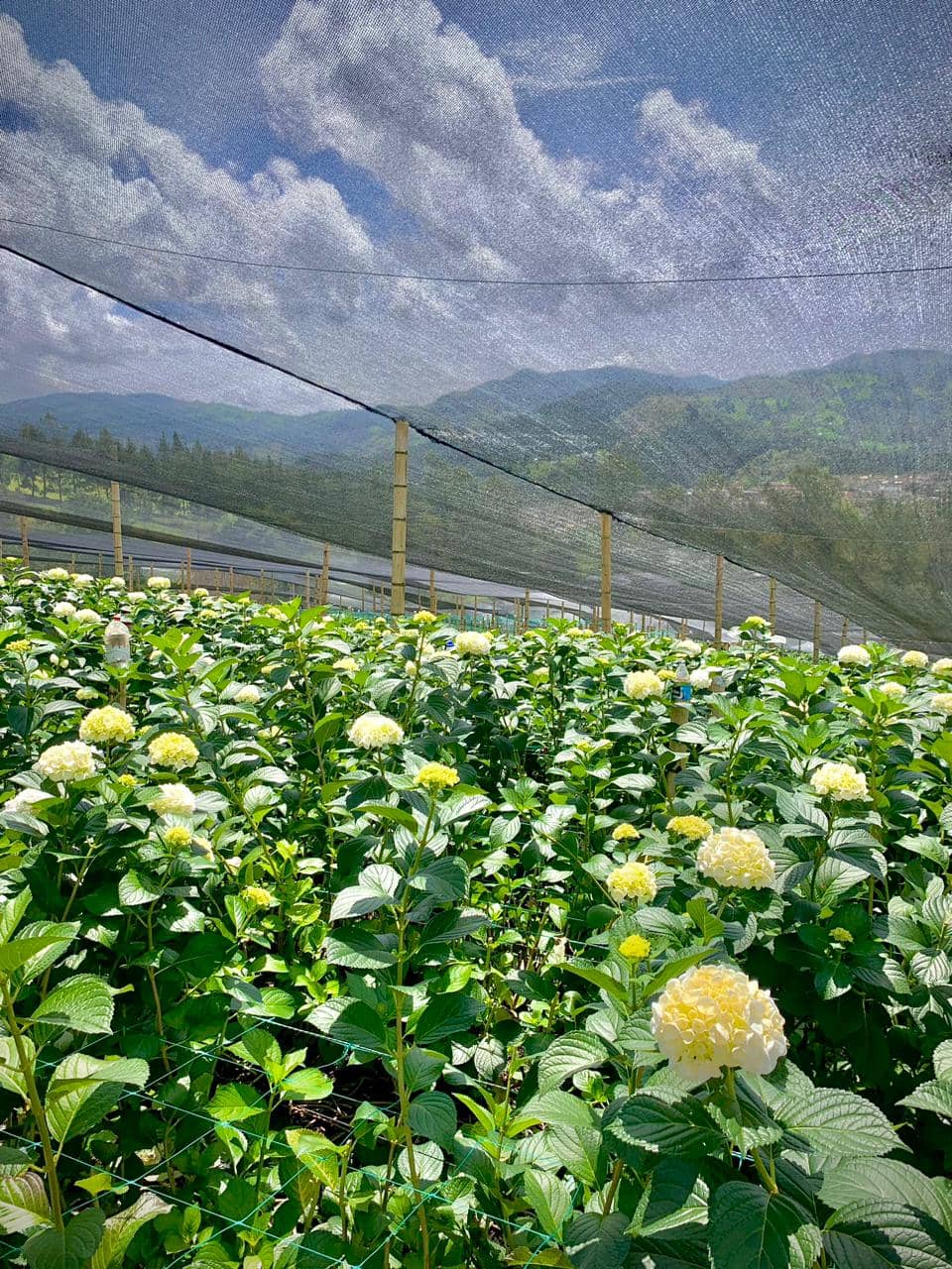 WhatsApp Image 2024-05-20 at 8.36.54 AM.jpg