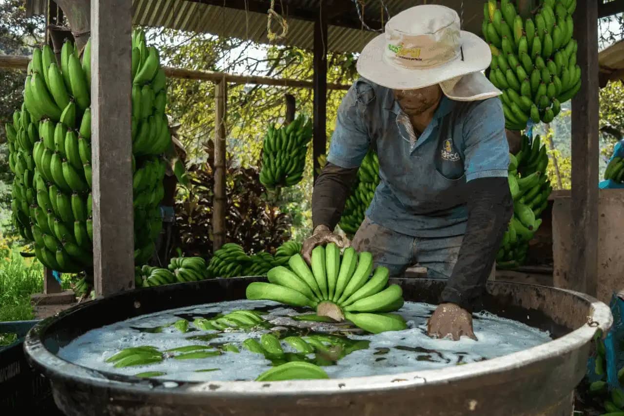 Proceso del Banano.avif