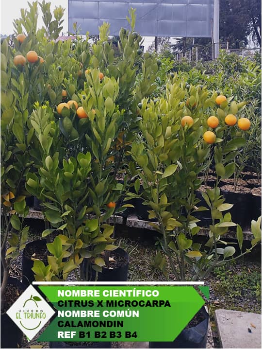 Plántula de Calamondin