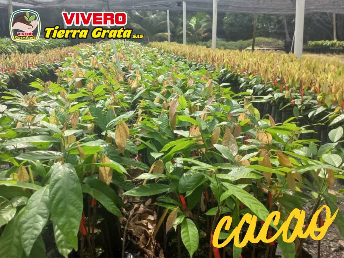 Plántulas de Cacao | Clones CCN-51, FEAR-5 y FEC-2